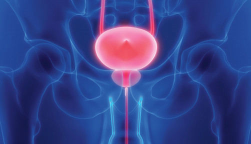 prostate bladder illustration