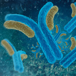 Digital illustration antibodies