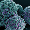 Colorized scanning electron micrograph of a cell infected with the Omicron strain of SARS-CoV-2 virus particles (purple), isolated from a patient sample