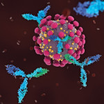 Antibodies attacking COVID-19