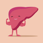 illustration of liver flexing muscles