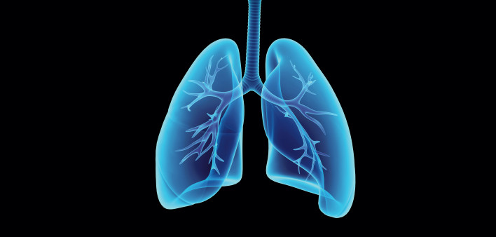illustration lungs esophagus