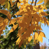 Autumn leaves, Santa Fe, New Mexic