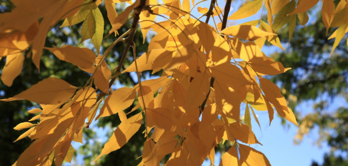 Dan Zeller photography autum leaves october 2022