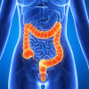 Large intestine