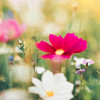 Summer meadow full of colorful flowers.