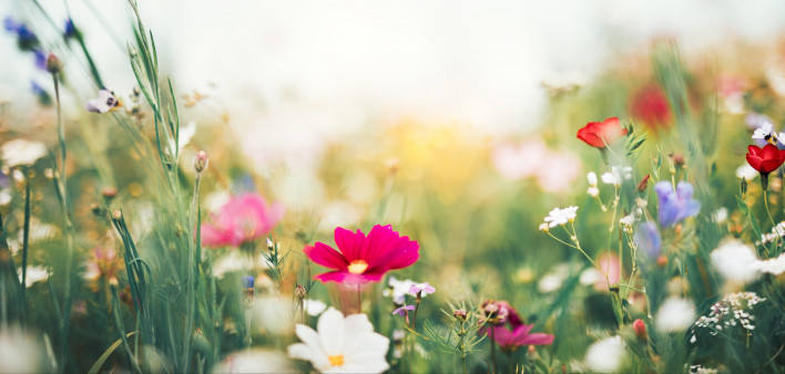 Summer meadow full of colorful flowers.