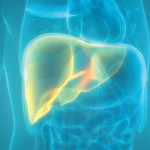 illustration liver