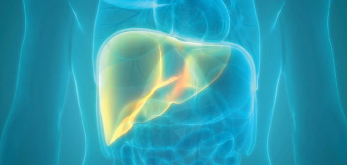 illustration liver