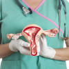 Female reproductive system