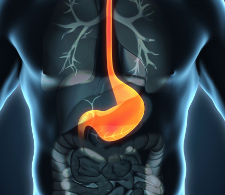 esophagus, throat, stomach, gastric, digestive tract