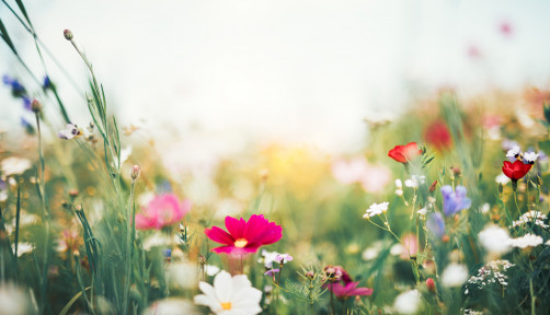 Summer meadow full of colorful flowers.