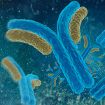 Digital illustration antibodies