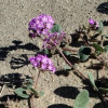 Premature Desert Blooms, Anza-Borrego State Park, near Borrego Springs, California