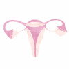 female reproductive system