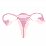 female reproductive system