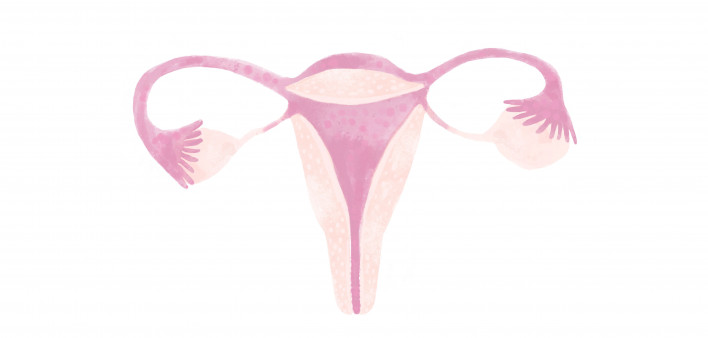 female reproductive system