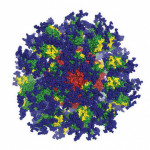 IAVI Scripps HIV immunogen