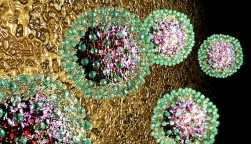 hepatitis B, HBV