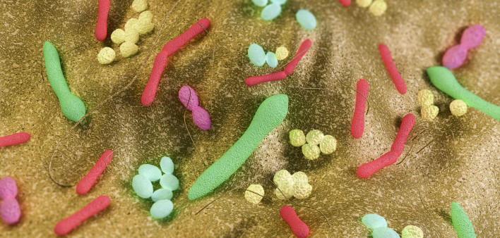 Gut bacteria