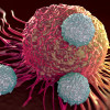T cells attacking cancer cell