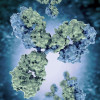 antibodies