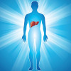 illustration figure and liver
