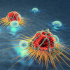 Cancer cells and lymphocytes