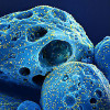 Colorized scanning electron micrograph of a cell (blue) infected with the Omicron strain of SARS-CoV-2 virus particles (yellow)