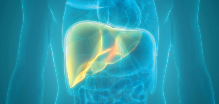 illustration liver