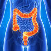 Large intestine