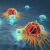 Cancer cells and lymphocytes