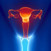 Female reproductive system
