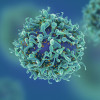 T-cells