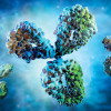 Antibody - Human Cell