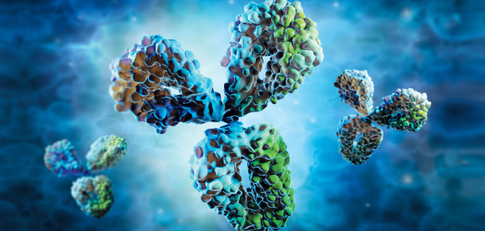 Antibody - Human Cell