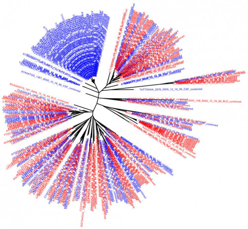 Rebound DNA sequences from the blood (red) and the CSF (blue)