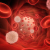 Red and white blood cells