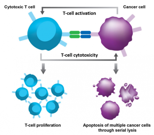 blincyto and T cells