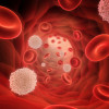 Red and white blood cells