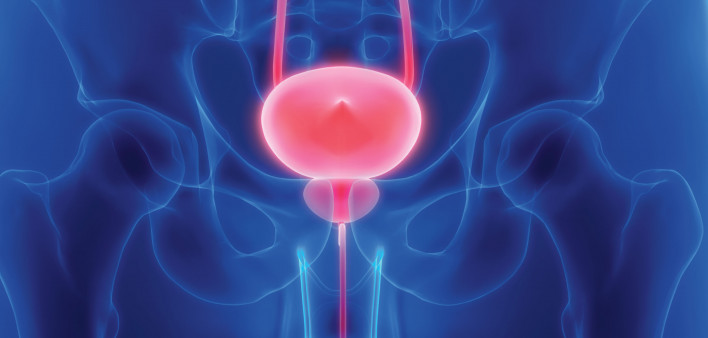prostate bladder illustration
