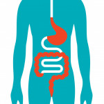 illustration of a figure showing the digestive system