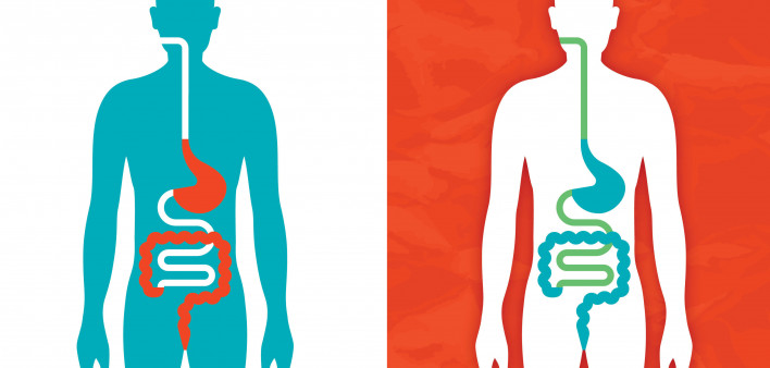 illustration of a figure showing the digestive system