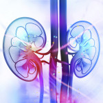 kidneys