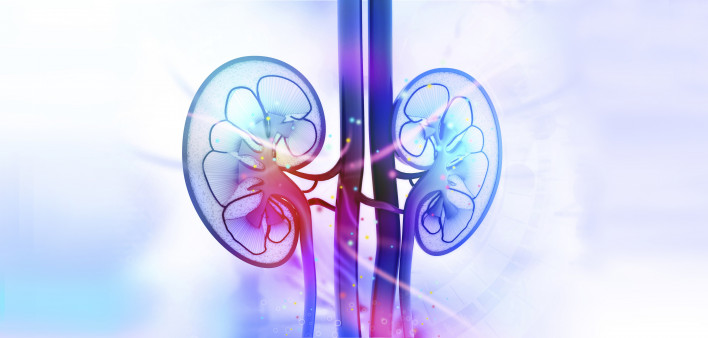 kidneys