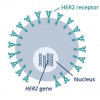 Some cancer drugs target tumors that overexpress HER2 proteins.