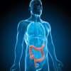 illustration male anatomy figure intestines