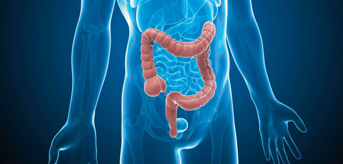 illustration male anatomy figure intestines