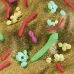Gut bacteria