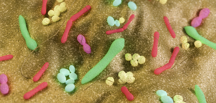 Gut bacteria